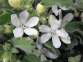 Oxypetalum white